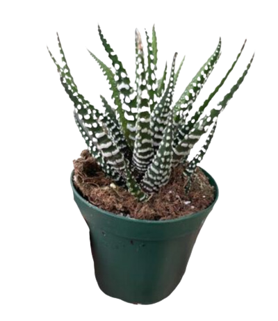 2" Haworthia Truncata